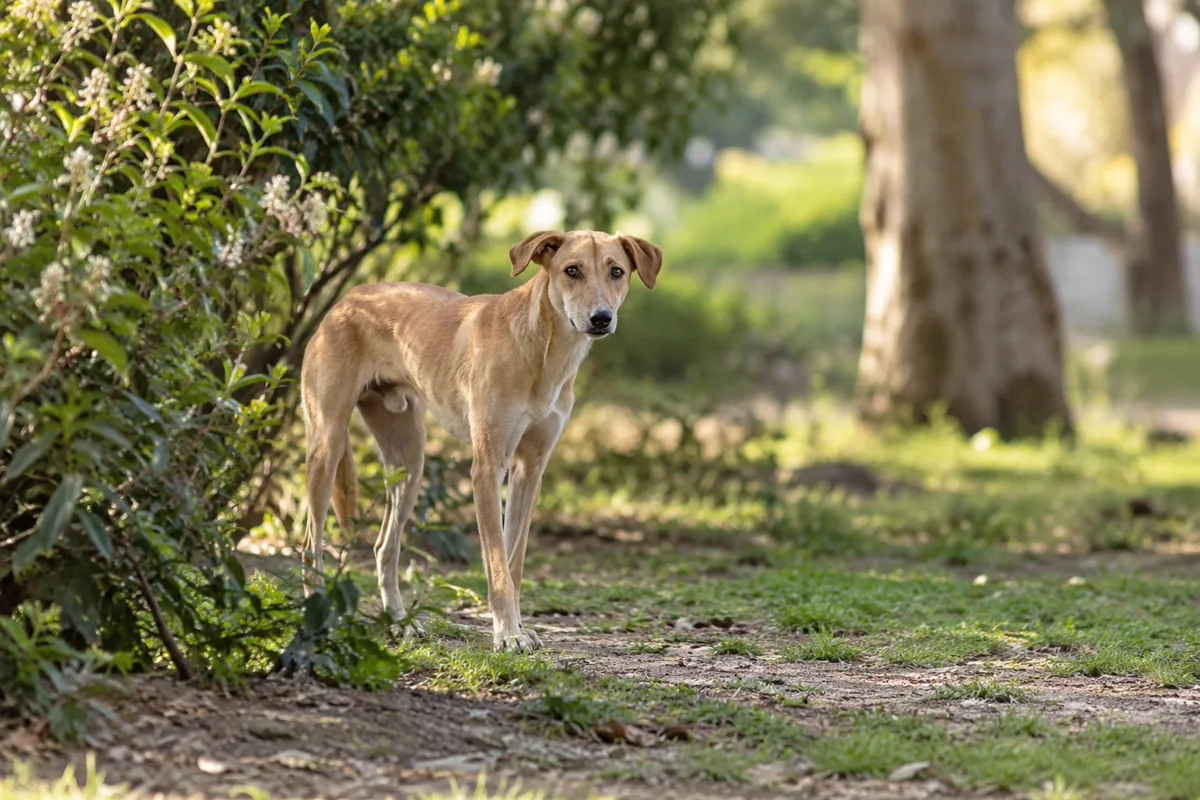 A tan dog standing near shrubs and looking toward the camera in a quiet park.